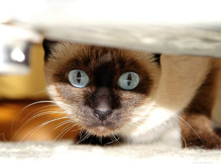 Discover the 10 Siamese Cat Varieties: Find the Perfect Match for Your Home