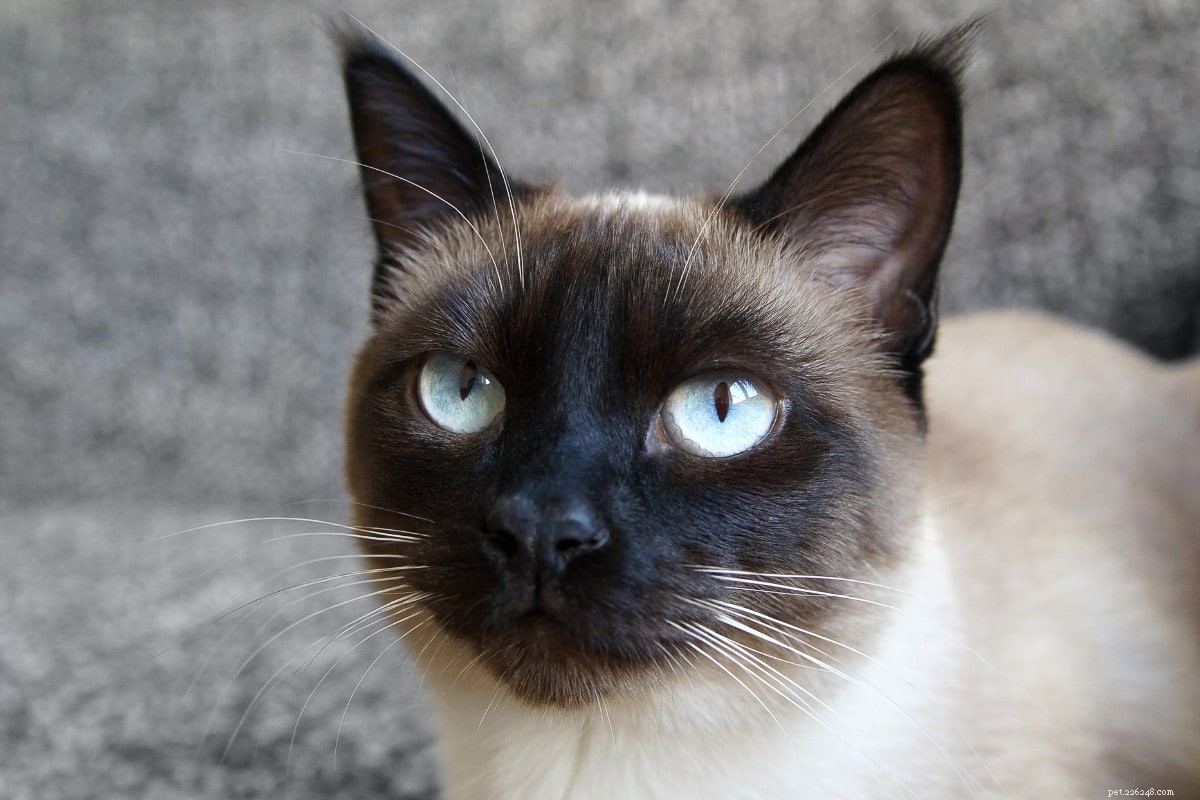 Discover the 10 Siamese Cat Varieties: Find the Perfect Match for Your Home