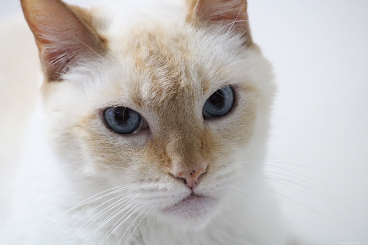 Discover the 10 Siamese Cat Varieties: Find the Perfect Match for Your Home