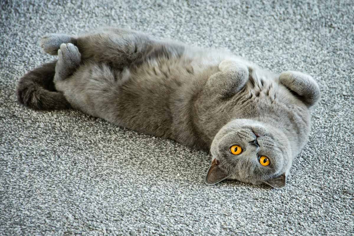 Top 12 British Shorthair Coat Colors: From Classic Blue to Vibrant Lilac