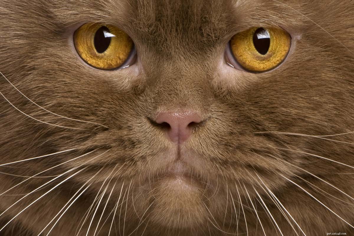 Top 12 British Shorthair Coat Colors: From Classic Blue to Vibrant Lilac