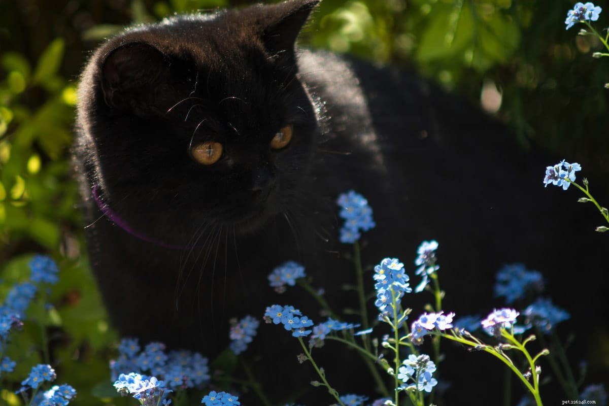 Top 12 British Shorthair Coat Colors: From Classic Blue to Vibrant Lilac