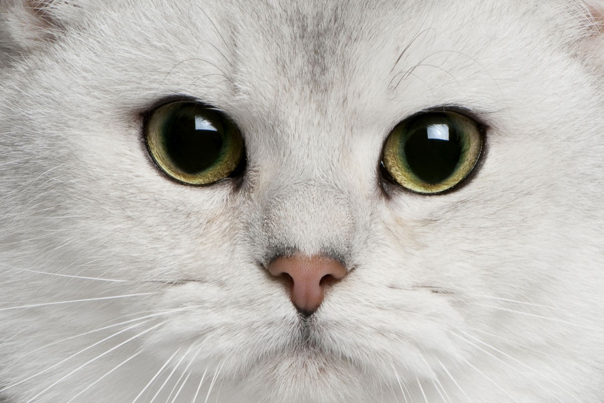 Top 12 British Shorthair Coat Colors: From Classic Blue to Vibrant Lilac