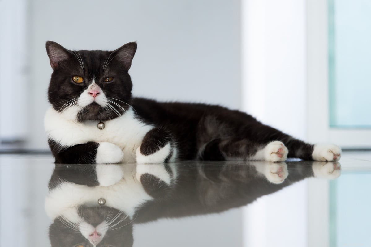Top 12 British Shorthair Coat Colors: From Classic Blue to Vibrant Lilac
