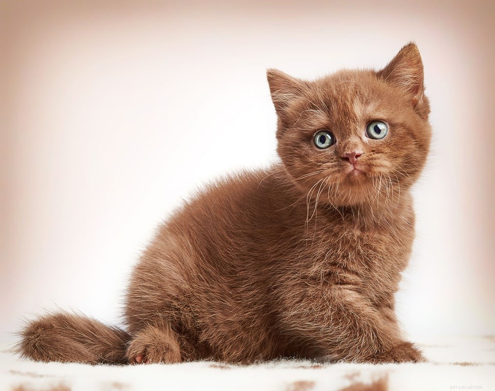 Top 12 British Shorthair Coat Colors: From Classic Blue to Vibrant Lilac