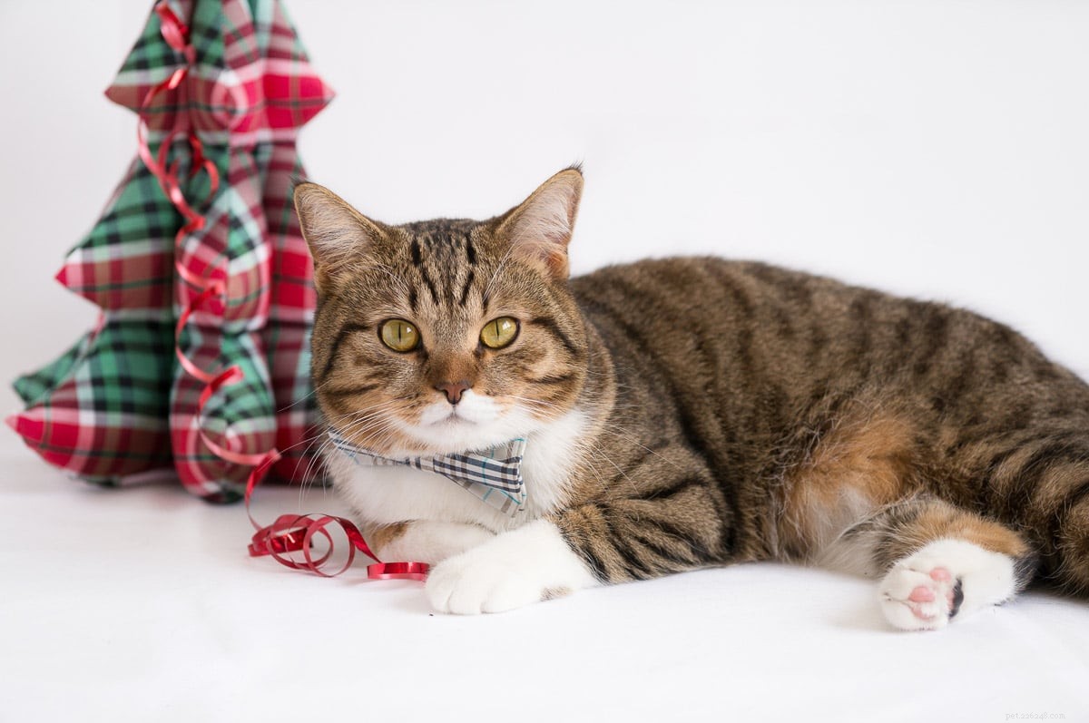 Top 12 British Shorthair Coat Colors: From Classic Blue to Vibrant Lilac