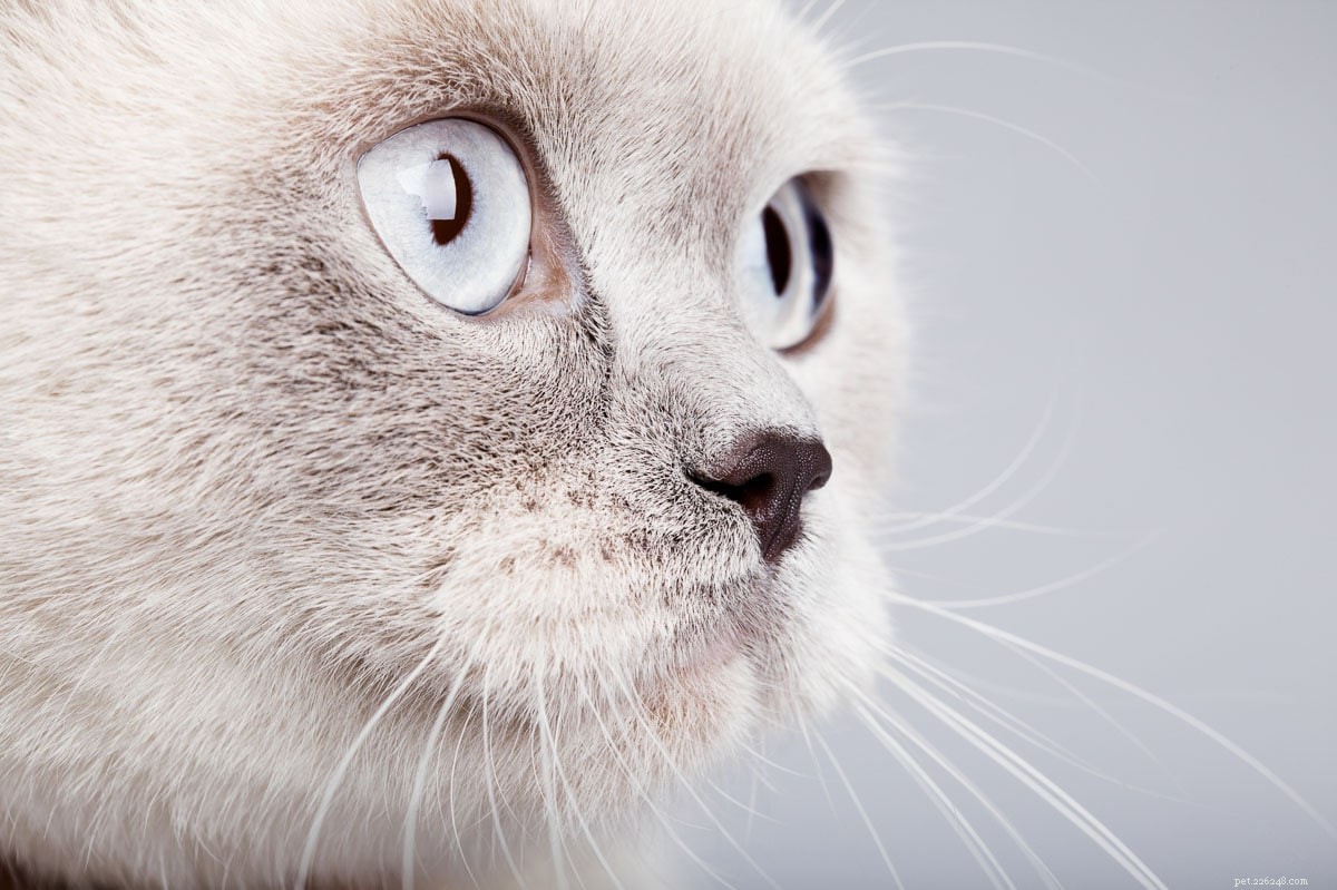 Top 12 British Shorthair Coat Colors: From Classic Blue to Vibrant Lilac