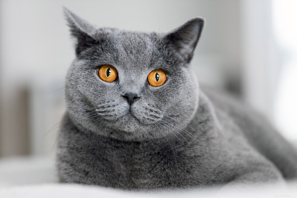 Top 12 British Shorthair Coat Colors: From Classic Blue to Vibrant Lilac
