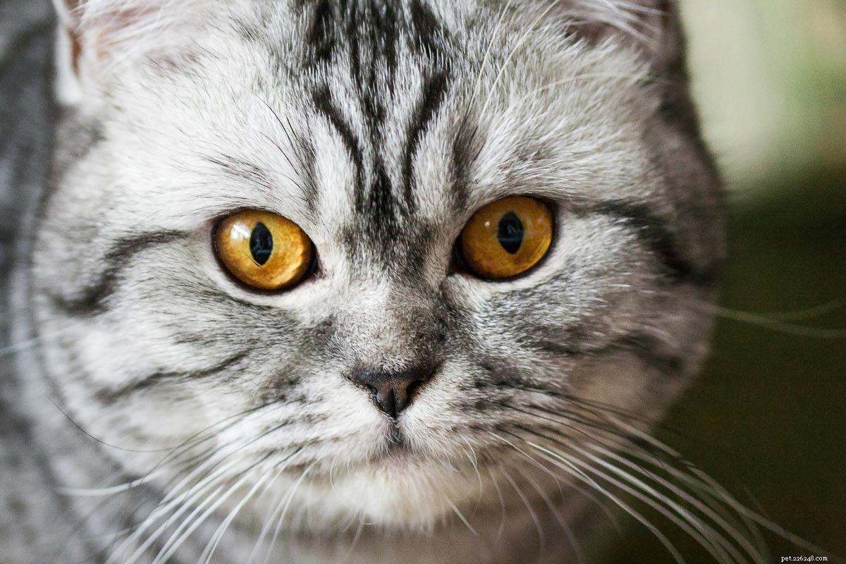 Top 12 British Shorthair Coat Colors: From Classic Blue to Vibrant Lilac