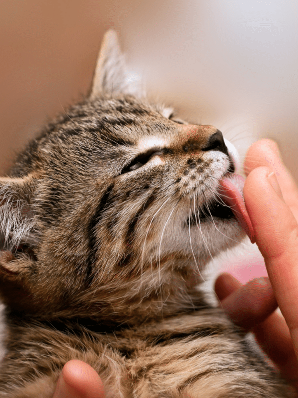 Maine Coon vs. Regular Cats: The Essential Comparison
