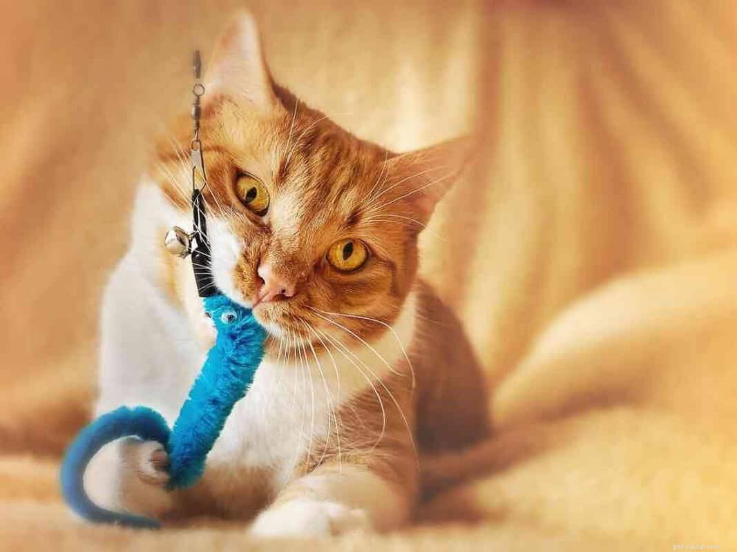 Maine Coon vs. Regular Cats: The Essential Comparison