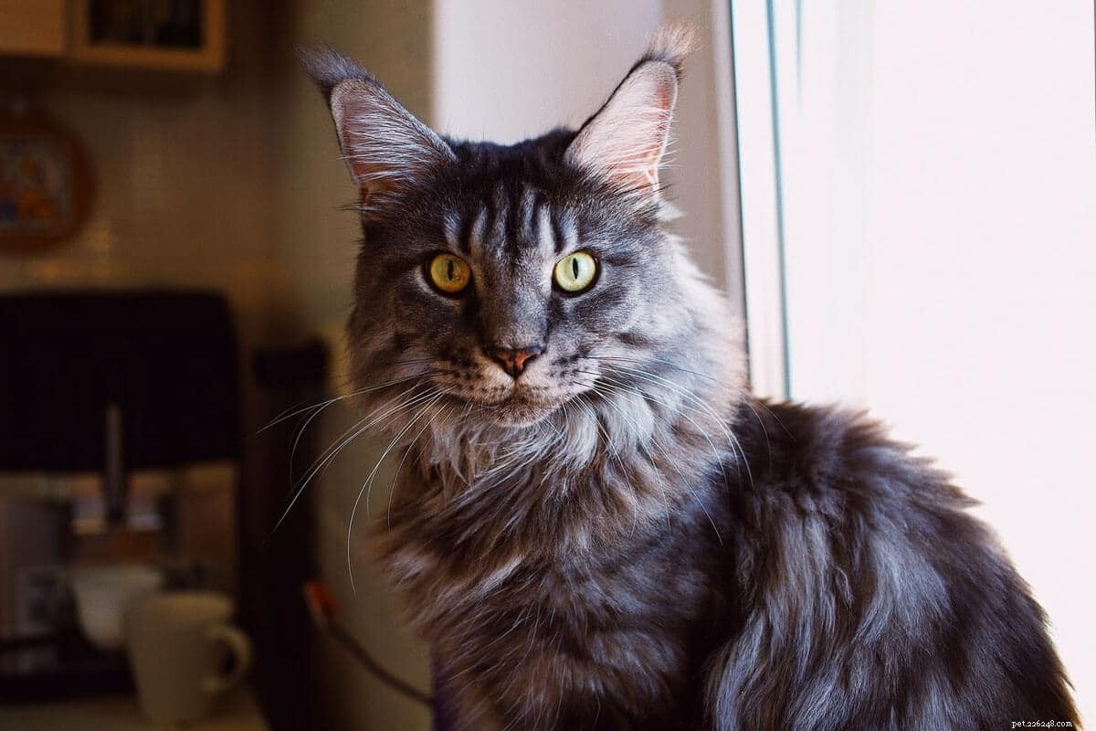 Maine Coon vs. Regular Cats: The Essential Comparison