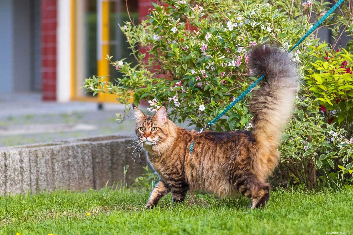 Maine Coon vs. Regular Cats: The Essential Comparison