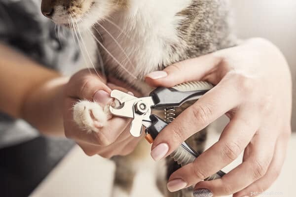 Maine Coon vs. Regular Cats: The Essential Comparison