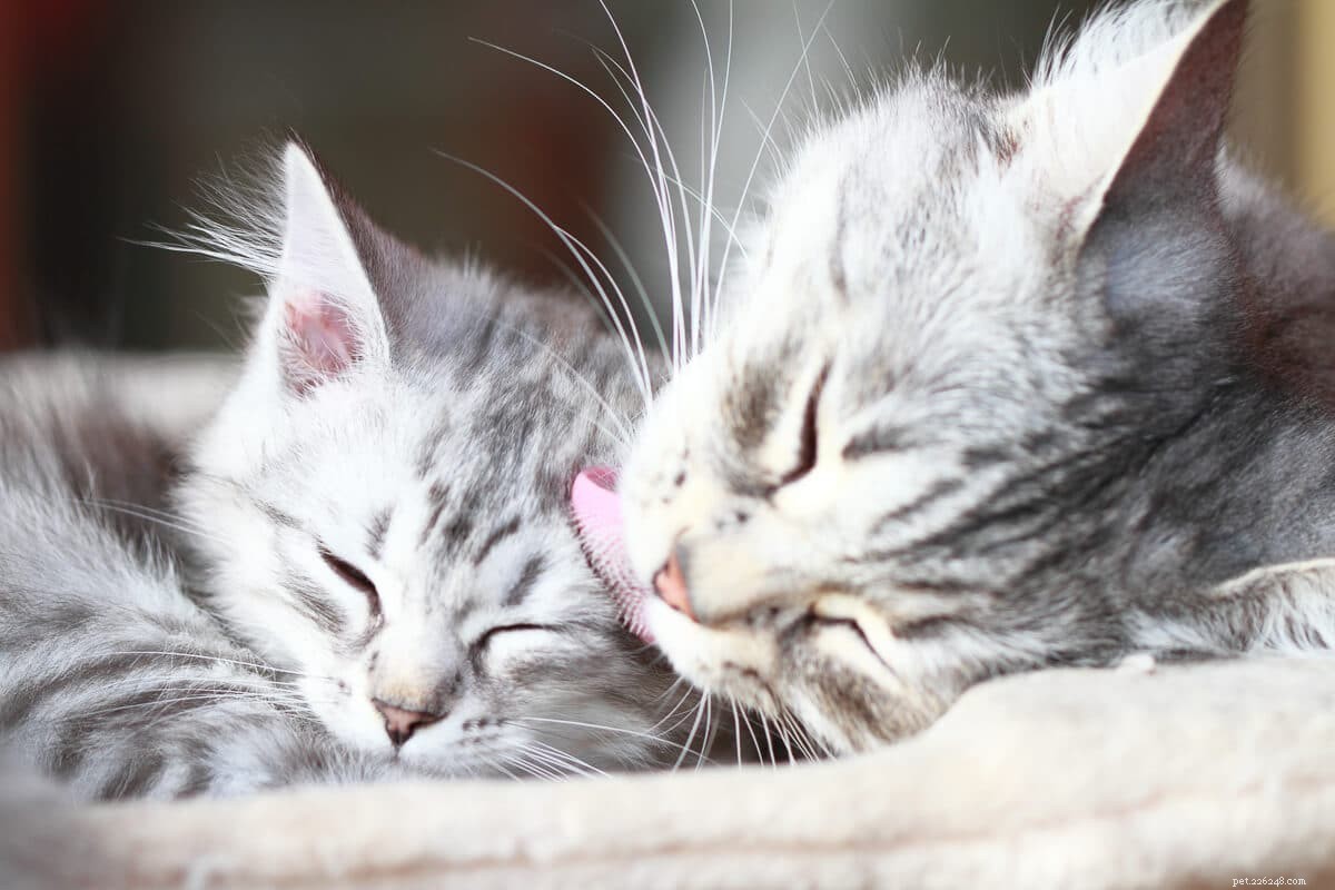 Maine Coon vs. Regular Cats: The Essential Comparison