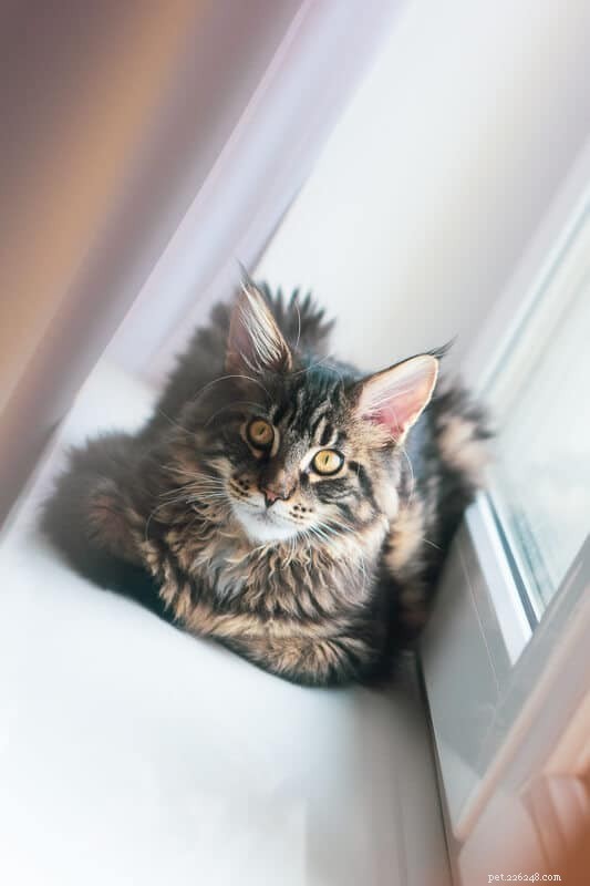 Maine Coon vs. Regular Cats: The Essential Comparison