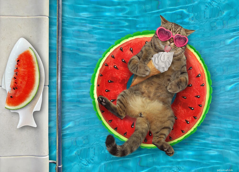 Can Cats Safely Enjoy Ice Cream? Expert Advice
