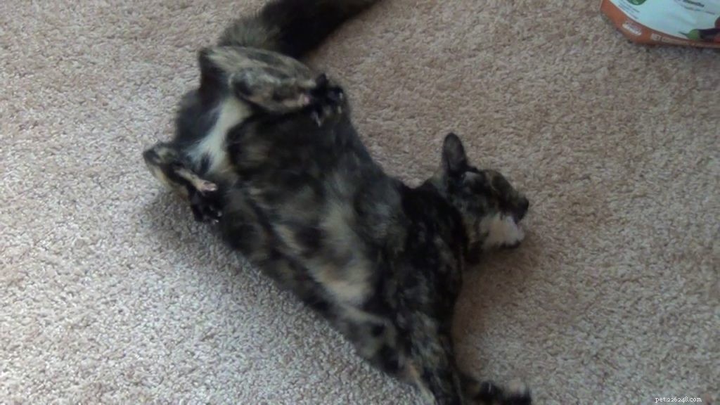 Cat Seizures Explained: Causes, Symptoms, and Treatment Guide