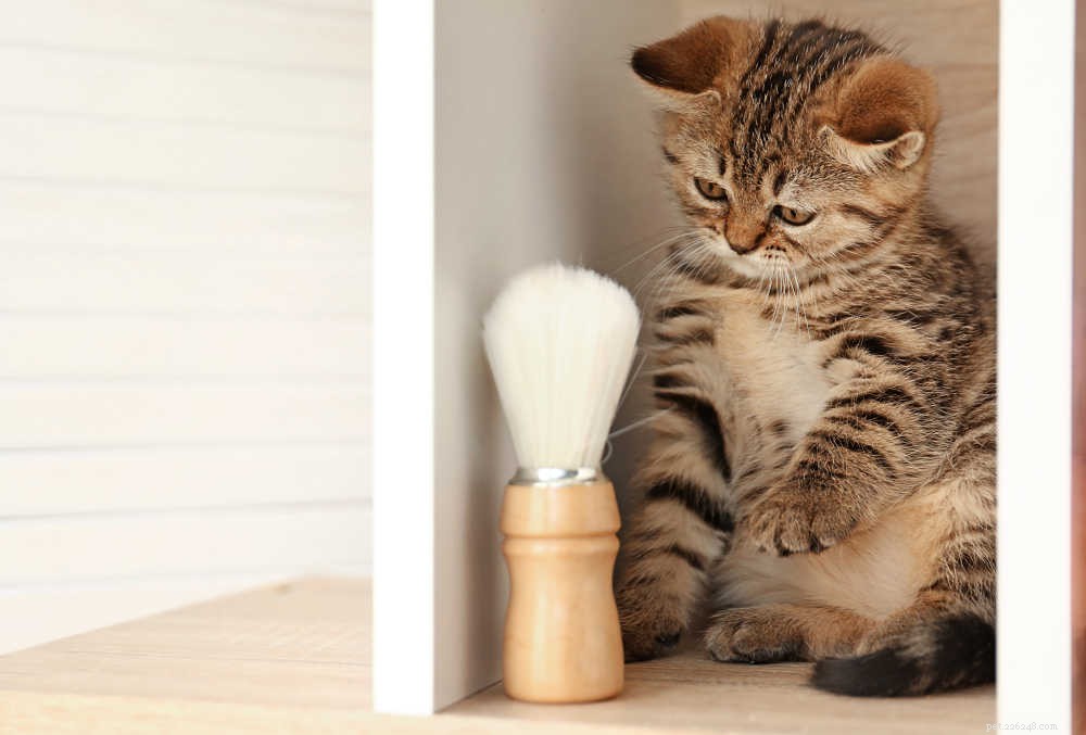 Shaving Your Cat: When It s Safe, Why It Matters, and How to Do It Humanely
