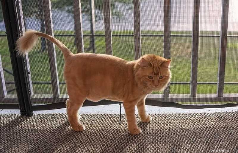 Should I Trim My Cat? Explore the Top 2 Cat Haircuts for Health and Style
