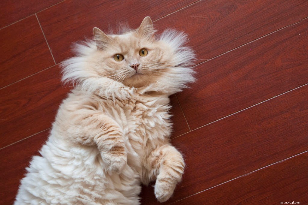 Understanding and Preventing Matted Fur in Cats: A Complete Guide