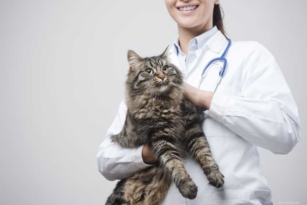 Everything You Need to Know About FIV (Feline AIDS) – Expert Care Guide