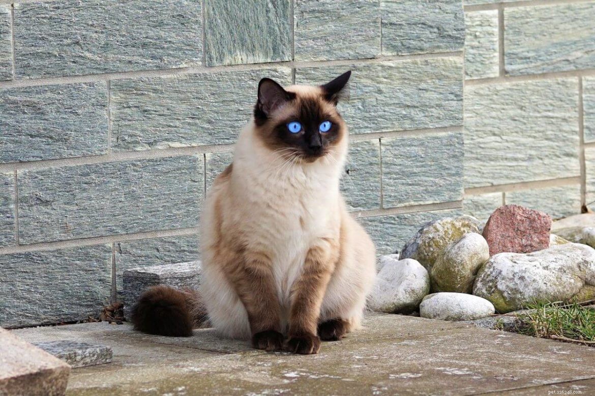Why Siamese Cats Are Known for Their Affectionate and Clingy Behavior