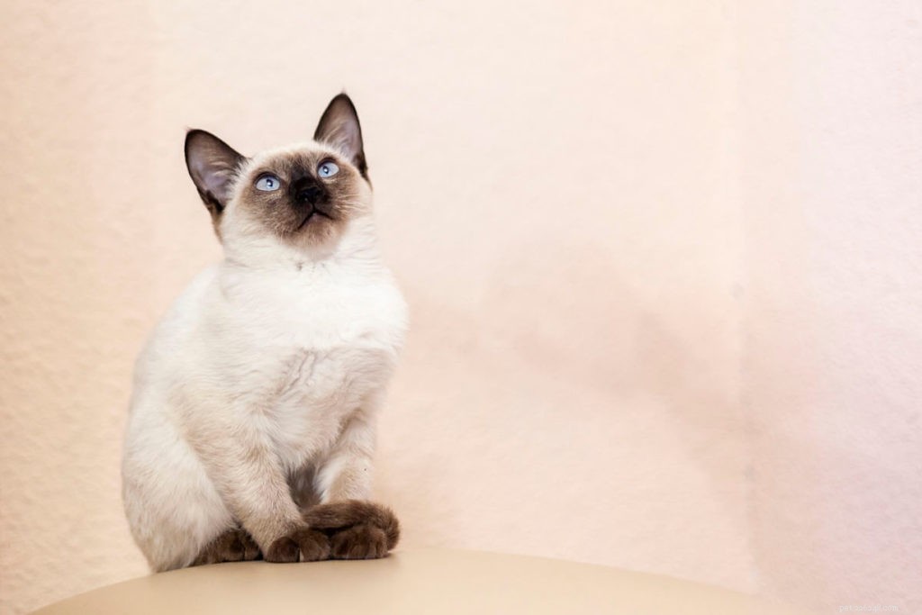 Why Siamese Cats Are Known for Their Affectionate and Clingy Behavior