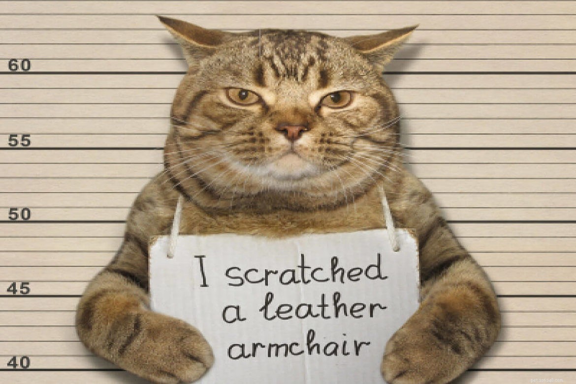 Why Cats Scratch Leather Furniture: What You Need to Know