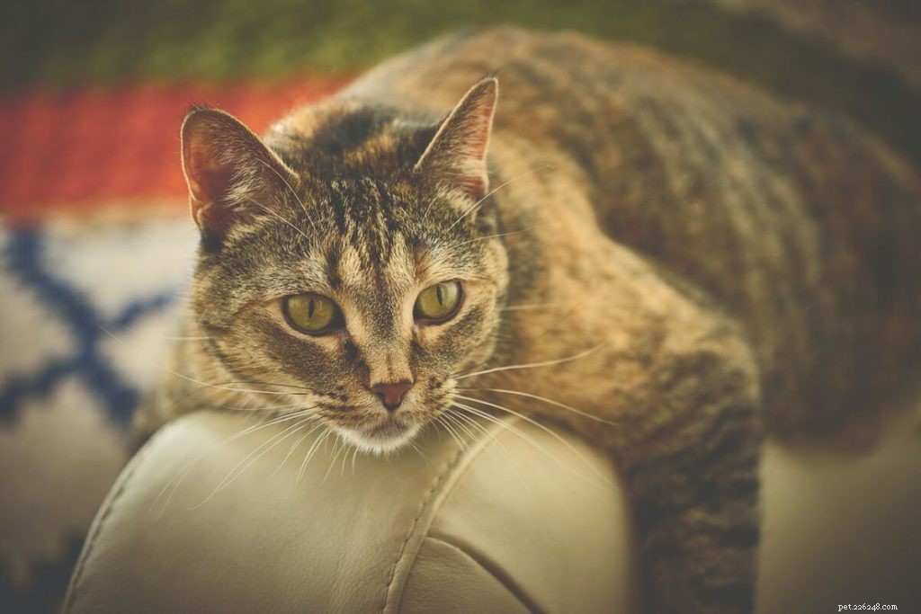 Why Cats Scratch Leather Furniture: What You Need to Know