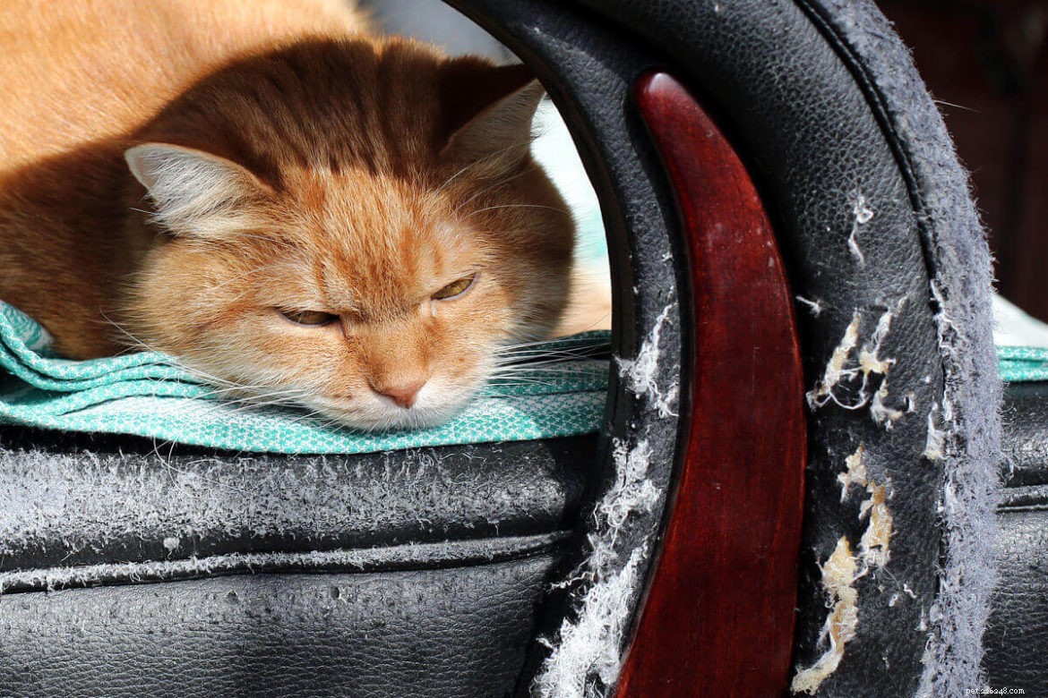 Protect Your Leather Couch: Tips to Keep Cat Scratches at Bay