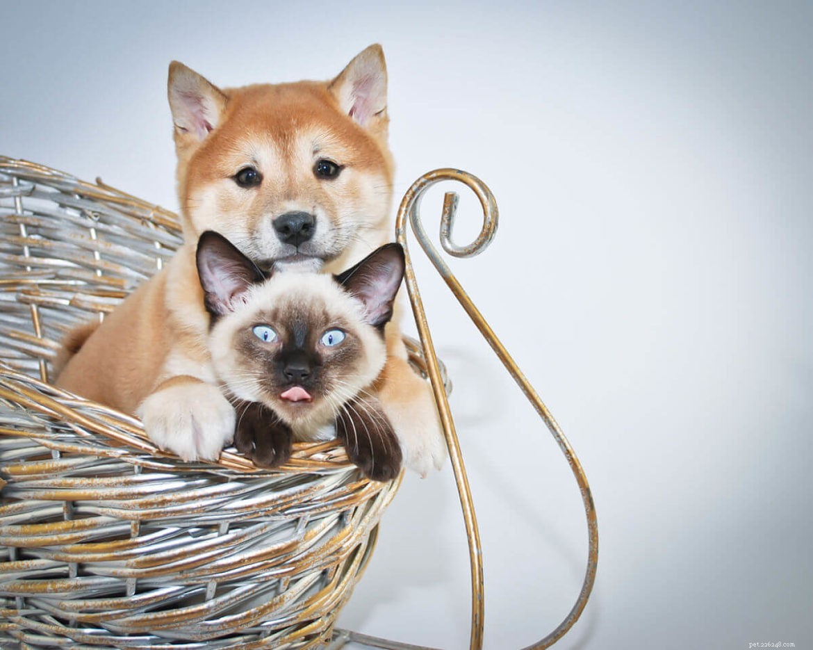 Can Siamese Cats Coexist Peacefully with Dogs? A Guide to Successful Introductions