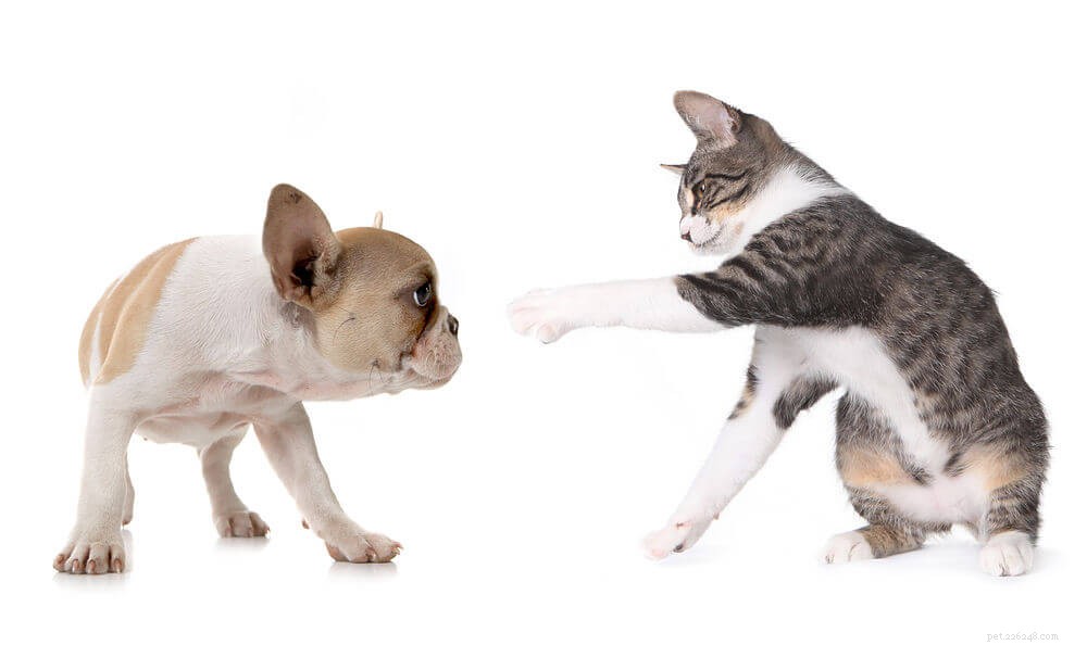 Can Cats & Dogs Be Friends? Proven Ways to Foster Harmony