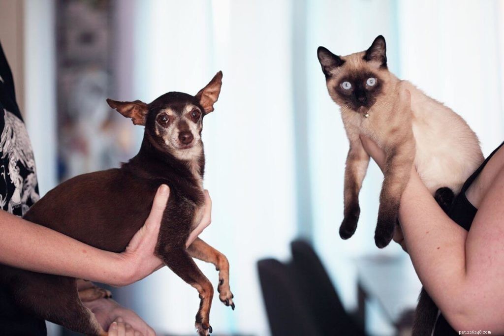 Can Cats & Dogs Be Friends? Proven Ways to Foster Harmony