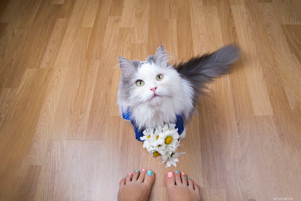 Why Do Cats Walk Right in Front of You? Understanding Their Behavior
