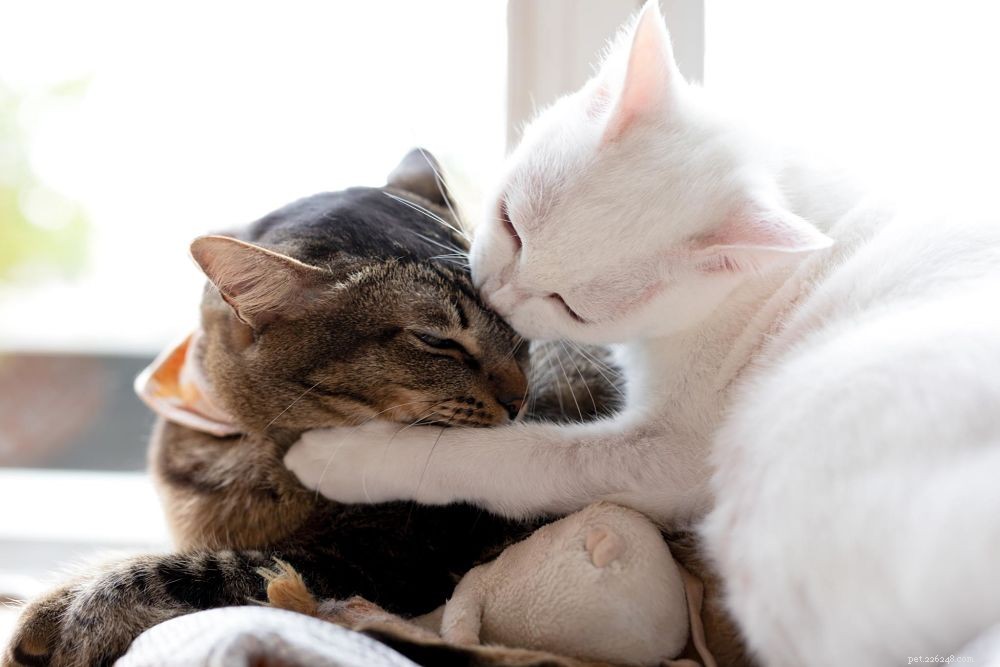 Effective Techniques to Prevent Kitten Biting – A Guide for Pet Owners