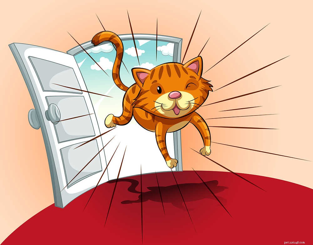 Understanding Your Cat’s Zoomies: Causes & How to Calm Them