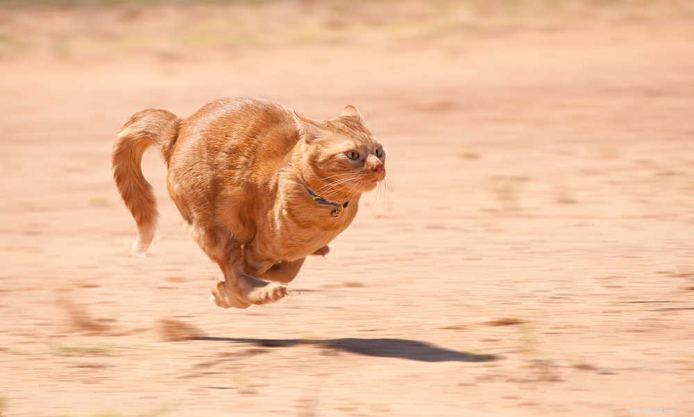 Understanding Your Cat’s Zoomies: Causes & How to Calm Them