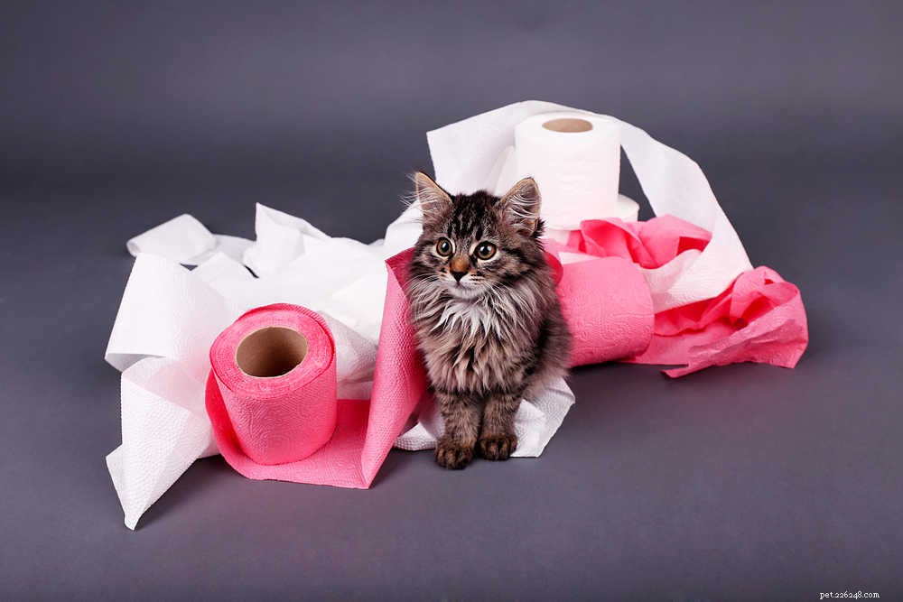 Why Cats Roll Toilet Paper: Causes & Effective Ways to Stop the Habit