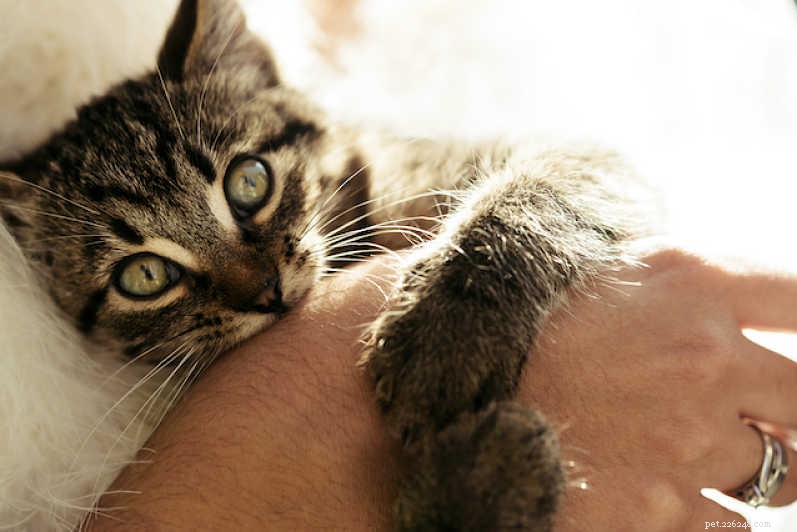 Stop Kittens from Biting: Proven, Gentle Strategies for Calm Play