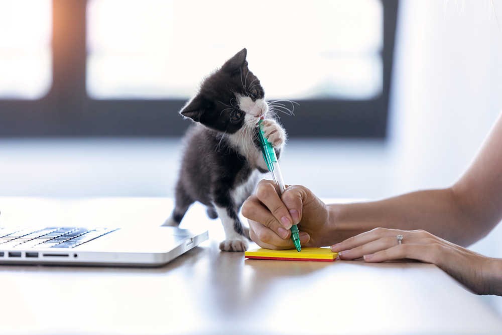Stop Kittens from Biting: Proven, Gentle Strategies for Calm Play