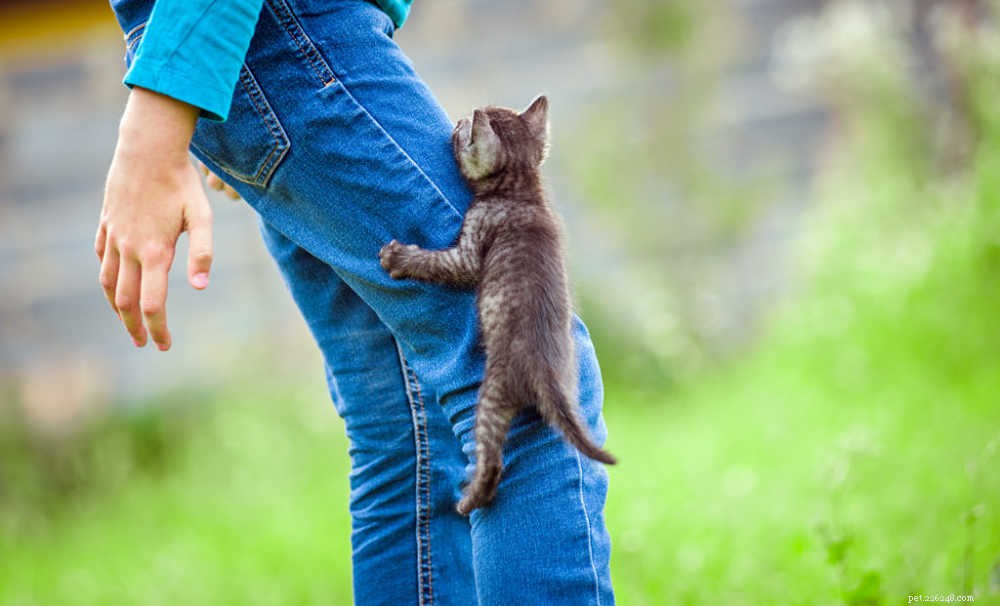 Why Does Your Cat Follow You? 9 Simple Reasons Explained