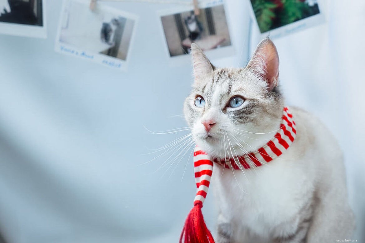 Exploring the Lynx-Point Siamese: A Calm, Low-Maintenance Hybrid Cat