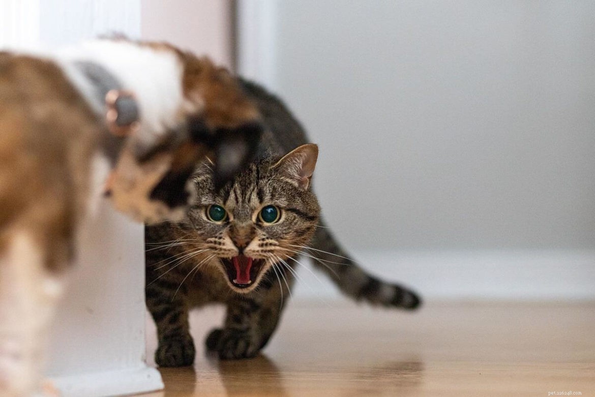Understanding Why Cats and Dogs Often Clash: A Pet Owner s Guide