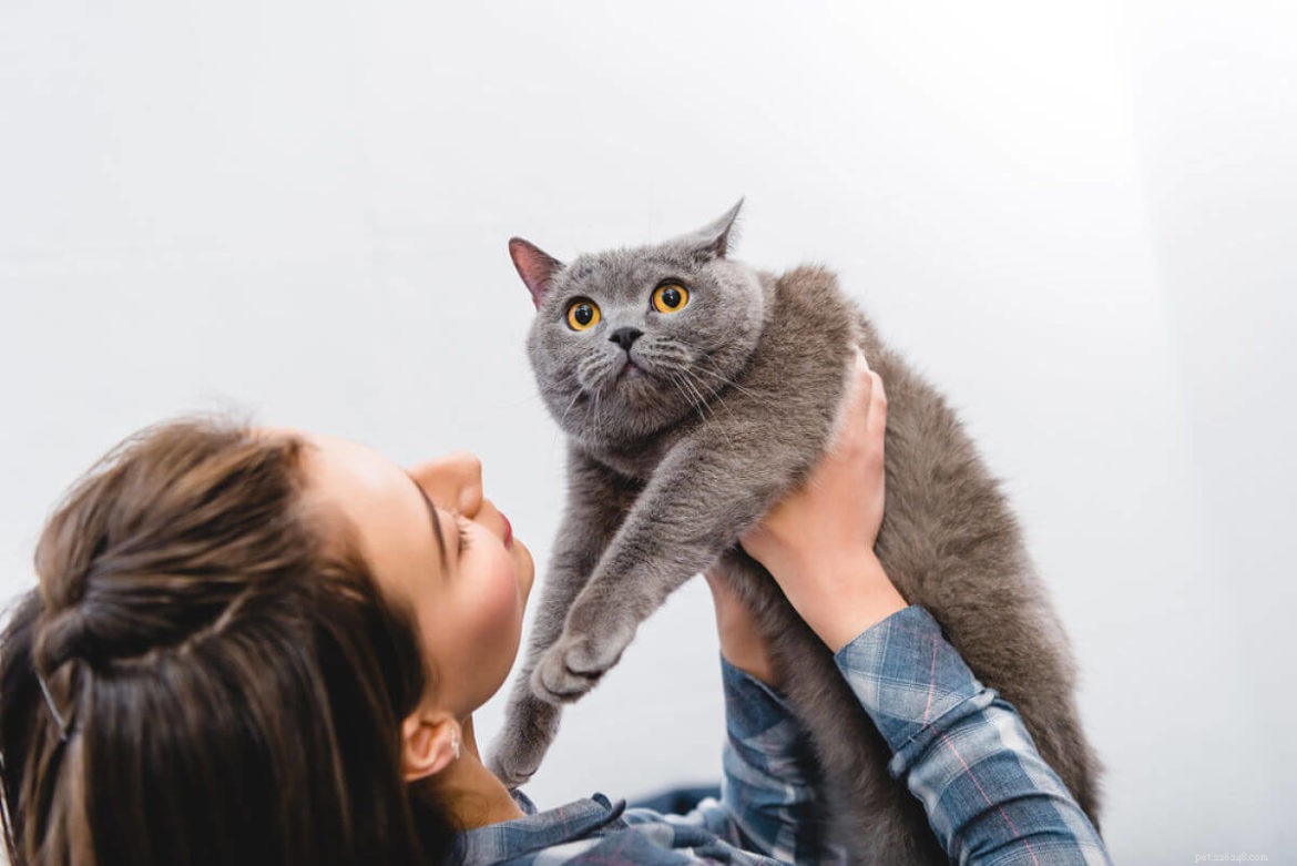 Recognizing Loneliness in Your Cat: Key Signs and Tips