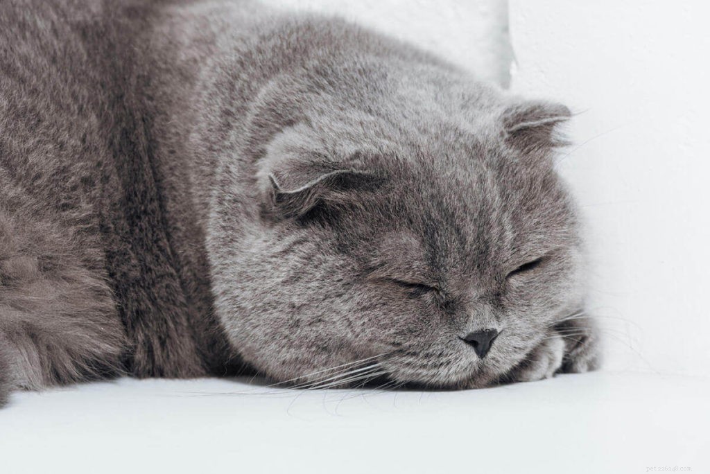Does Your Cat Feel Lonely While You’re at Work?