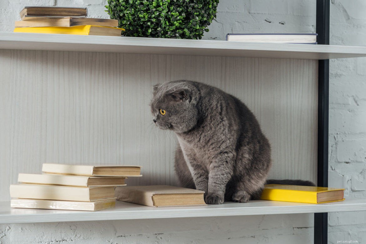 Does Your Cat Feel Lonely While You’re at Work?