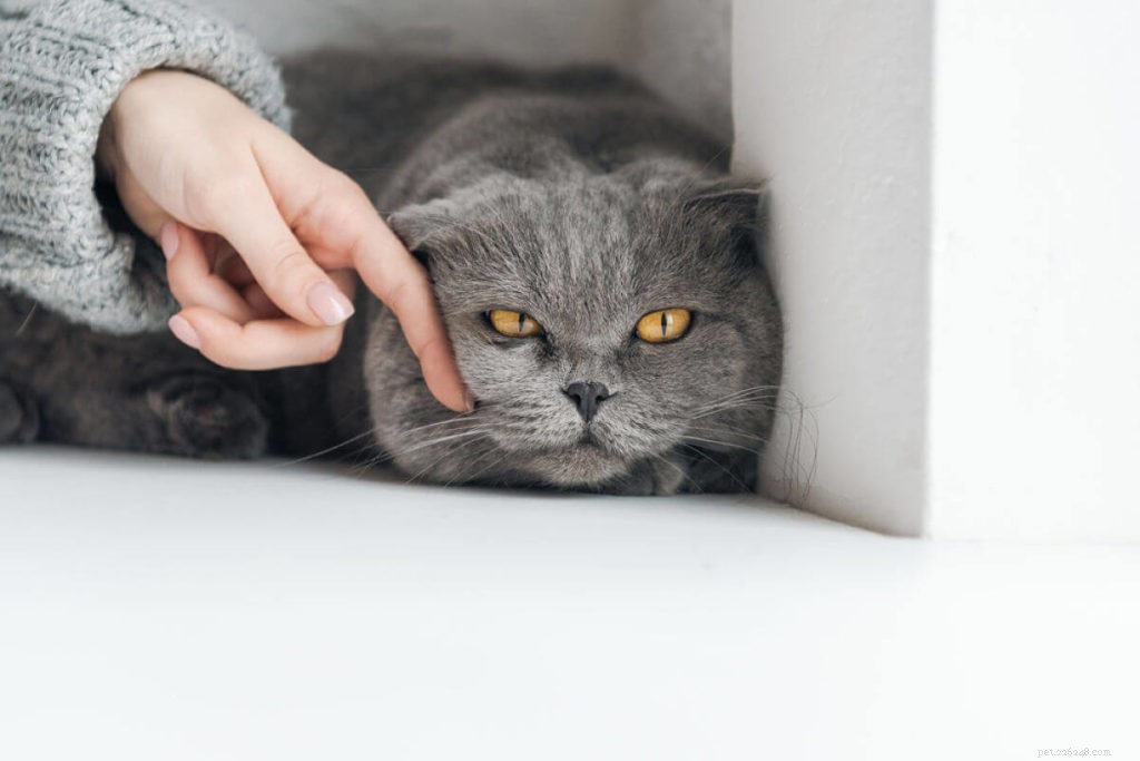 Does Your Cat Feel Lonely While You’re at Work?