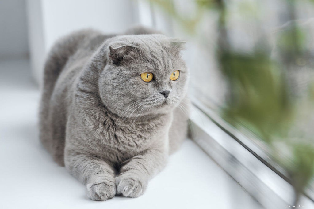 Guidelines for Safely Leaving Your Cat Home Alone