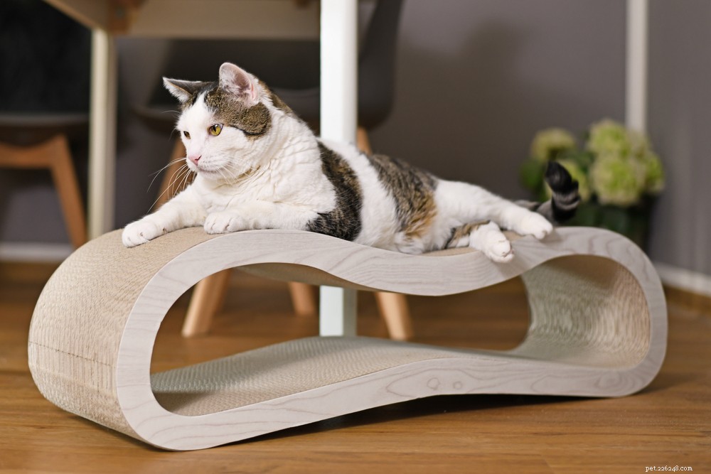 Are Cardboard Cat Scratchers Effective? A Trusted Guide for Pet Owners